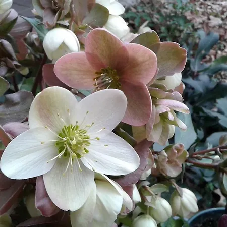 Frühstückspension Elleboro 3*