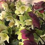 Elleboro לינה וארוחת בוקר Carugo